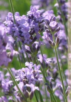 Lavendel