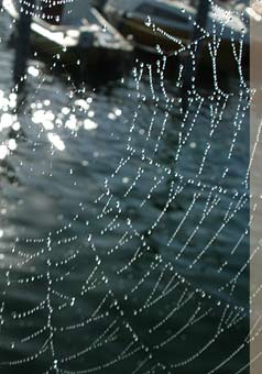Netz im Sonnenlicht